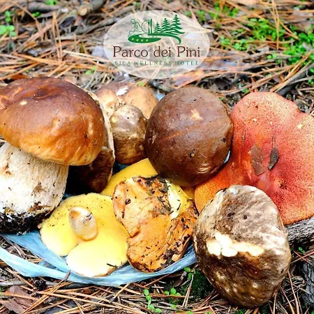 Parco Dei Pini - Sila Wellness Taverna (Calabria)