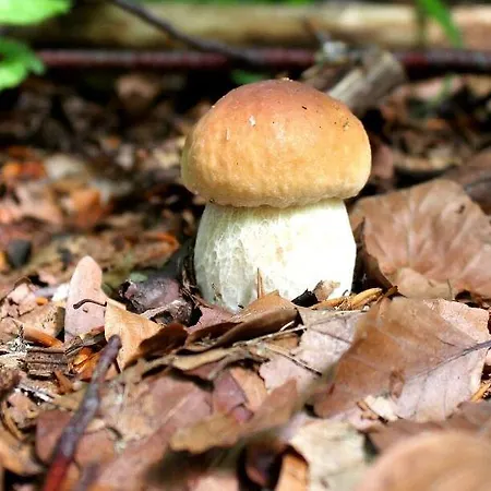 Parco Dei Pini - Sila Wellness 4* Taverna (Calabria)