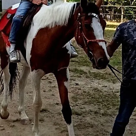 Hotel Parco Dei Pini - Sila Wellness Taverna (Calabria)