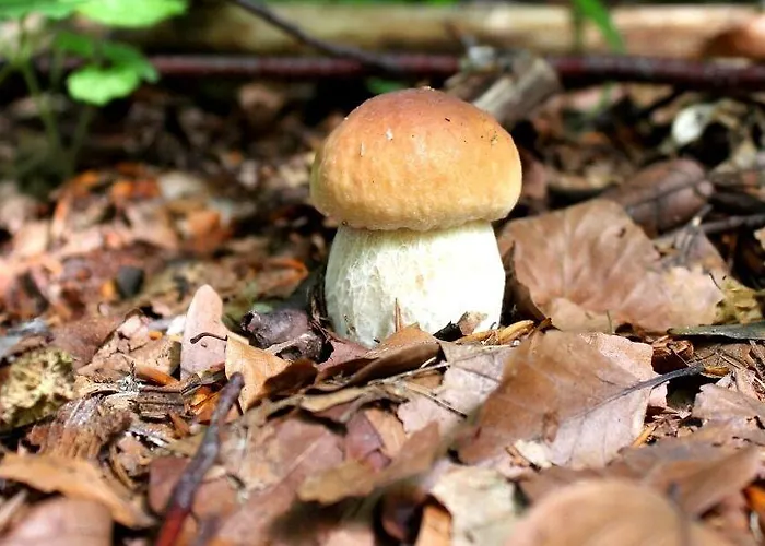 Parco Dei Pini - Sila Wellness 4* Taverna (Calabria)