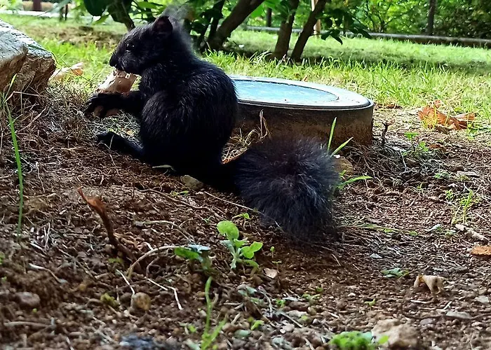 Parco Dei Pini - Sila Wellness Hotel 4*